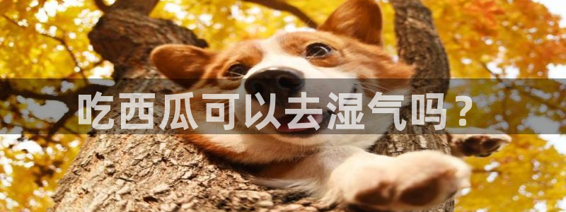 51cgfun吃瓜网 必看大瓜：吃西瓜可以去湿气吗？